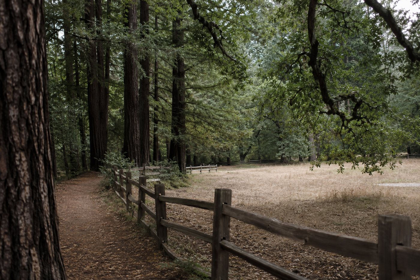 A split rail fence under the redwoods in Woodside